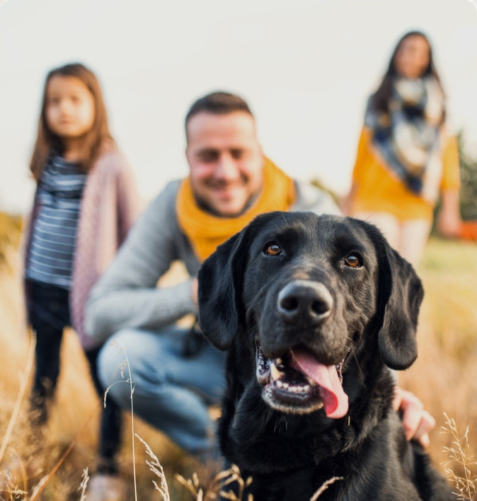 Vets for pet owners